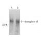 desmoplakin I/II Antibody (G-2) - Western Blotting - Image 370793