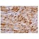 Desmuslin Antibody (A-8) - Immunohistochemistry - Image 159086 