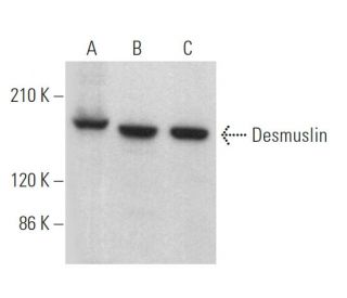 Desmuslin Antibody (A-8) - Western Blotting - Image 369399