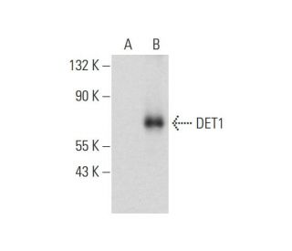 DET1 Antibody (F-2) - Western Blotting - Image 318466