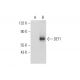 DET1 Antibody (F-2) - Western Blotting - Image 318466