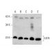 Dexamethasone: sc-29059. Western blot analysis of GITR expression in Dexamethasone treated Hep G2 (A), Jurkat (B), ALL-S1L