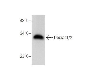 Dexras1/2 Antibody (C-11) - Western Blotting - Image 312001 