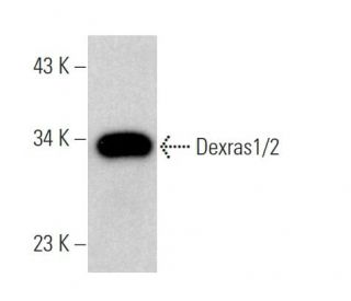 Dexras1/2 Antibody (C-11) - Western Blotting - Image 366399Each CRISPR/Cas9 Knockout (KO) Plasmid product consists of a pool of 3 plasmids designed to ensure identification and cleavage of a specific gene for maximum knockout efficiency. Each plasmid encodes a unique 20 nt sequence derived from the GeCKO (v2) library. 