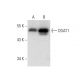 western blotting image from recommended DGAT1 (A-5) monoclonal antibody replacement. Image 303822