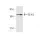 DGAT2 Antibody (4C1) - Western Blotting - Image 347630 
