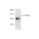 DGAT2 Antibody (4C1) - Western Blotting - Image 347631