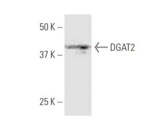 western blotting image from recommended DGAT2 (4C1) monoclonal antibody replacement. Image 347630