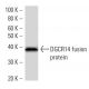 DGCR14 Antibody (2264C3a) - Western Blotting - Image 16631