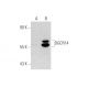 DGCR14 Antibody (2264C3a) - Western Blotting - Image 65628 