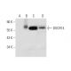 DGCR14 Antibody (C-9) - Western Blotting - Image 304990 