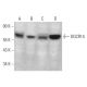 DGCR14 Antibody (C-9) - Western Blotting - Image 374929 