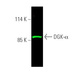 DGK-α Antibody (C-11) - Western Blotting - Image 391286