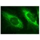 DGK-ι Antibody (D-4) - Immunofluorescence - Image 156858
