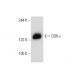 DGK-ι Antibody (D-4) - Western Blotting - Image 133965 