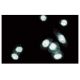 DGK-θ Antibody (24) - Immunofluorescence - Image 60578