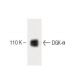 DGK-θ Antibody (24) - Western Blotting - Image 60281 