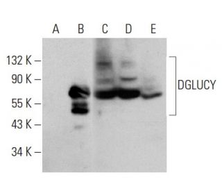 DGLUCY Antibody (C-7) - Western Blotting - Image 345899 