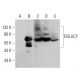DGLUCY Antibody (C-7) - Western Blotting - Image 345899 