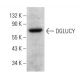 DGLUCY Antibody (C-7) - Western Blotting - Image 376312