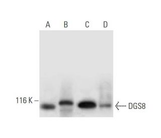 DGS8 Antibody (E-10) - Western Blotting - Image 295773 
