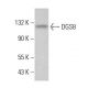 DGS8 Antibody (E-10) - Western Blotting - Image 383794