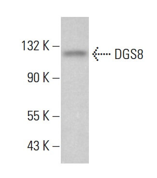 Dgs8 Color Code Close