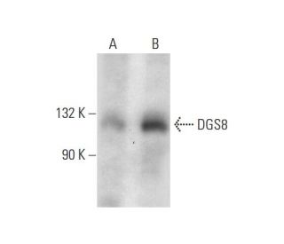 DGS8 Antibody (H-6) - Western Blotting - Image 131277 