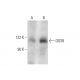 DGS8 Antibody (H-6) - Western Blotting - Image 131277 