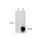DGS8 Antibody (H-6) - Western Blotting - Image 137586