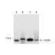 western blotting image from recommended DGS8 (E-10) monoclonal antibody replacement. Image 295773