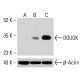 Anticorps DGUOK (G-11): sc-398101. Analyse par Western blot de l'expression de DGUOK dans des lysats cellulaires complets K-562 non traités (A) et traités chimiquement (B, C). β-Actine (C4): sc-47778 utilisé comme contrôle de chargement. Réactif de détection utilisé: m-IgG Fc BP-HRP: sc-525409. DGUOK Antibody (G-11) - Western Blotting - Image 415368