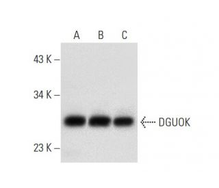 DGUOK Antibody (G-11) - Western Blotting - Image 301350