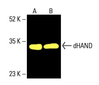 western blotting image from recommended dHAND (A-12) monoclonal antibody replacement. Image 404578