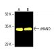 western blotting image from recommended dHAND (A-12) monoclonal antibody replacement. Image 404578