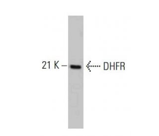 DHFR Antibody (49) - Western Blotting - Image 127511