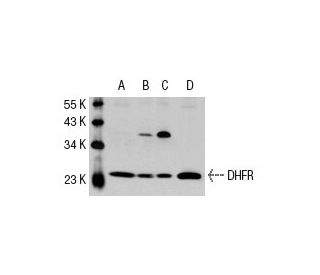 DHFR Antibody (A-4) - Western Blotting - Image 30316 