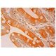 DHFR Antibody (C-4) - Immunohistochemistry - Image 305577 