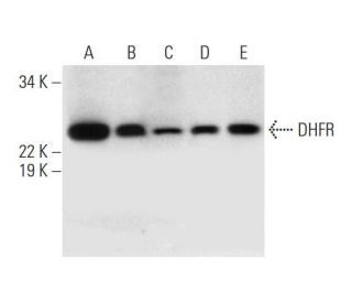 DHFR Antibody (C-4) - Western Blotting - Image 292913 
