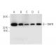 DHFR Antibody (C-4) - Western Blotting - Image 292913 