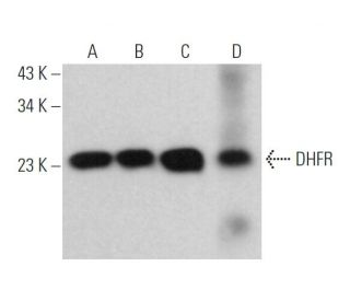 western blotting image from recommended DHFR (A-9) monoclonal antibody replacement. Image 362108
