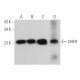 western blotting image from recommended DHFR (A-9) monoclonal antibody replacement. Image 362108