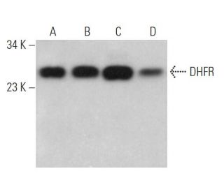 DHFR Antibody (F-8) - Western Blotting - Image 362103 