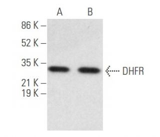 DHFR Antibody (A-9) - Western Blotting - Image 354664