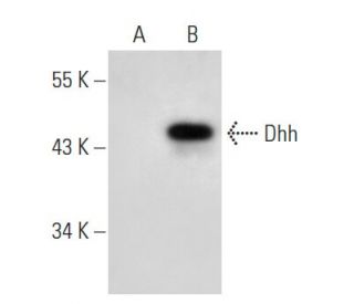 Dhh Antibody (A-10) - Western Blotting - Image 54163