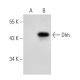 Dhh Antibody (A-10) - Western Blotting - Image 54163