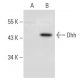Dhh Antibody (A-12) - Western Blotting - Image 54161
