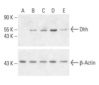 Dhh Antibody (A-12) - Western Blotting - Image 403569 