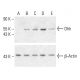 Dhh Antibody (A-12) - Western Blotting - Image 403569 