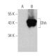 Dhh Antibody (D-4) - Western Blotting - Image 363249